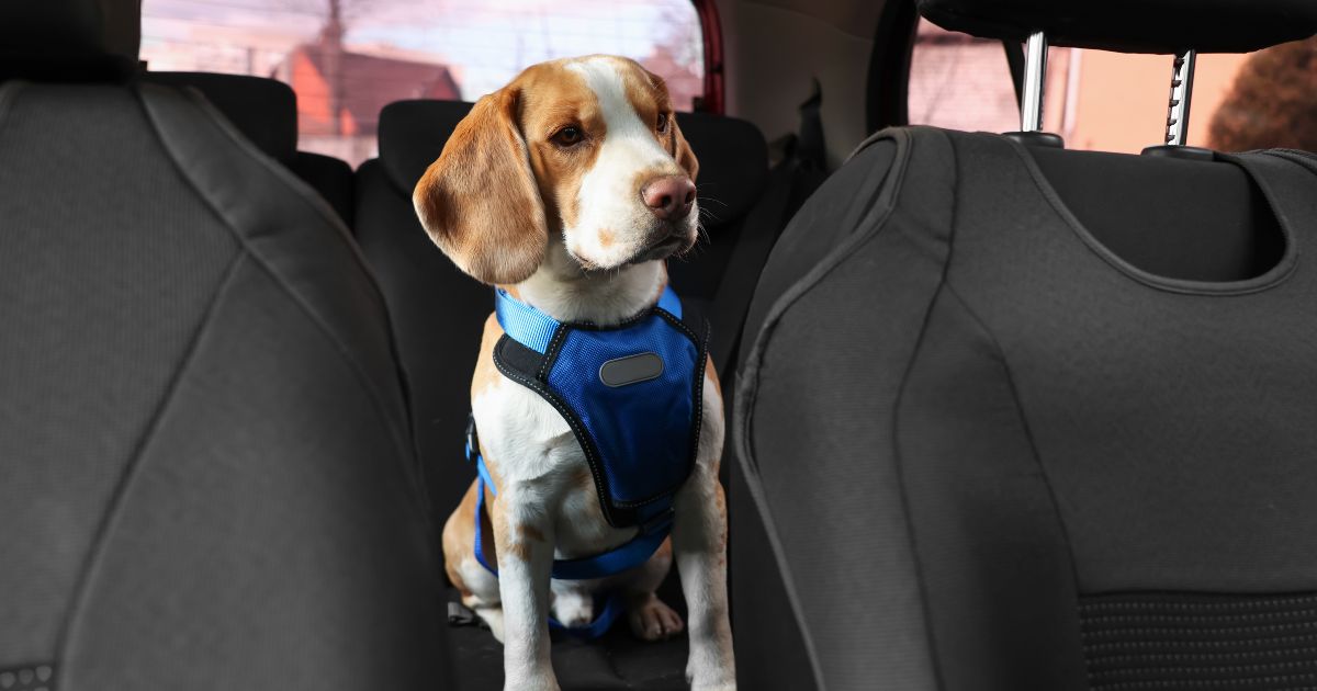 When Pets Cause Wrecks: Legal Consequences of Distracted Driving with Animals